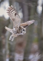 Pustik obecny - Strix aluco - Tawny Owl 4624a